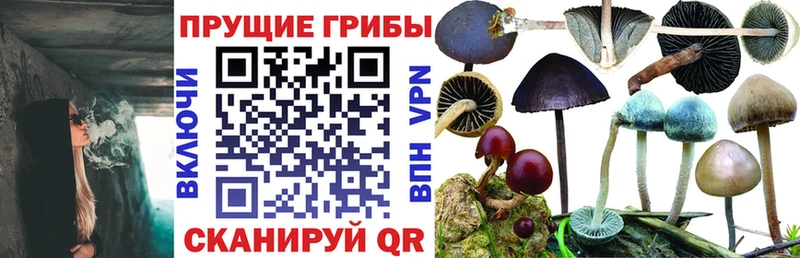 закладки Вятские Поляны Галлюциногенные грибы GOLDEN TEACHER